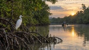 Garza blanca entre las raíces de un manglar del Pacífico colombiano, con un pescador en canoa al fondo.