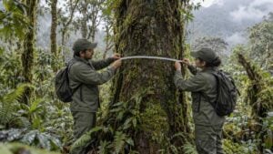 Dos guardaparques miden un árbol entre musgo y helechos de un bosque andino húmedo.