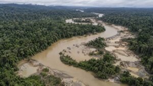 Vista aérea de un río en la selva con orillas removidas por la minería de oro.