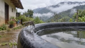 Un mosquito de rayas blancas y negras posado sobre un recipiente con agua en el patio de una casa rural de montaña.