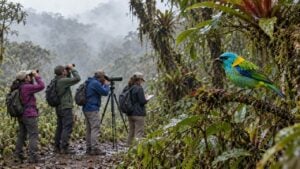 Observadores con binoculares y telescopio junto a una tangara en un bosque de niebla