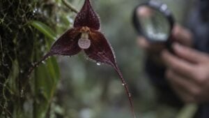 Una orquídea Drácula de sépalos largos y oscuros en un bosque de niebla, observada por una investigadora.