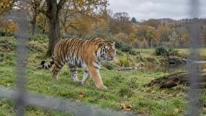 Un tigre de Amur camina por un recinto con pasto y árboles en un parque de vida silvestre.